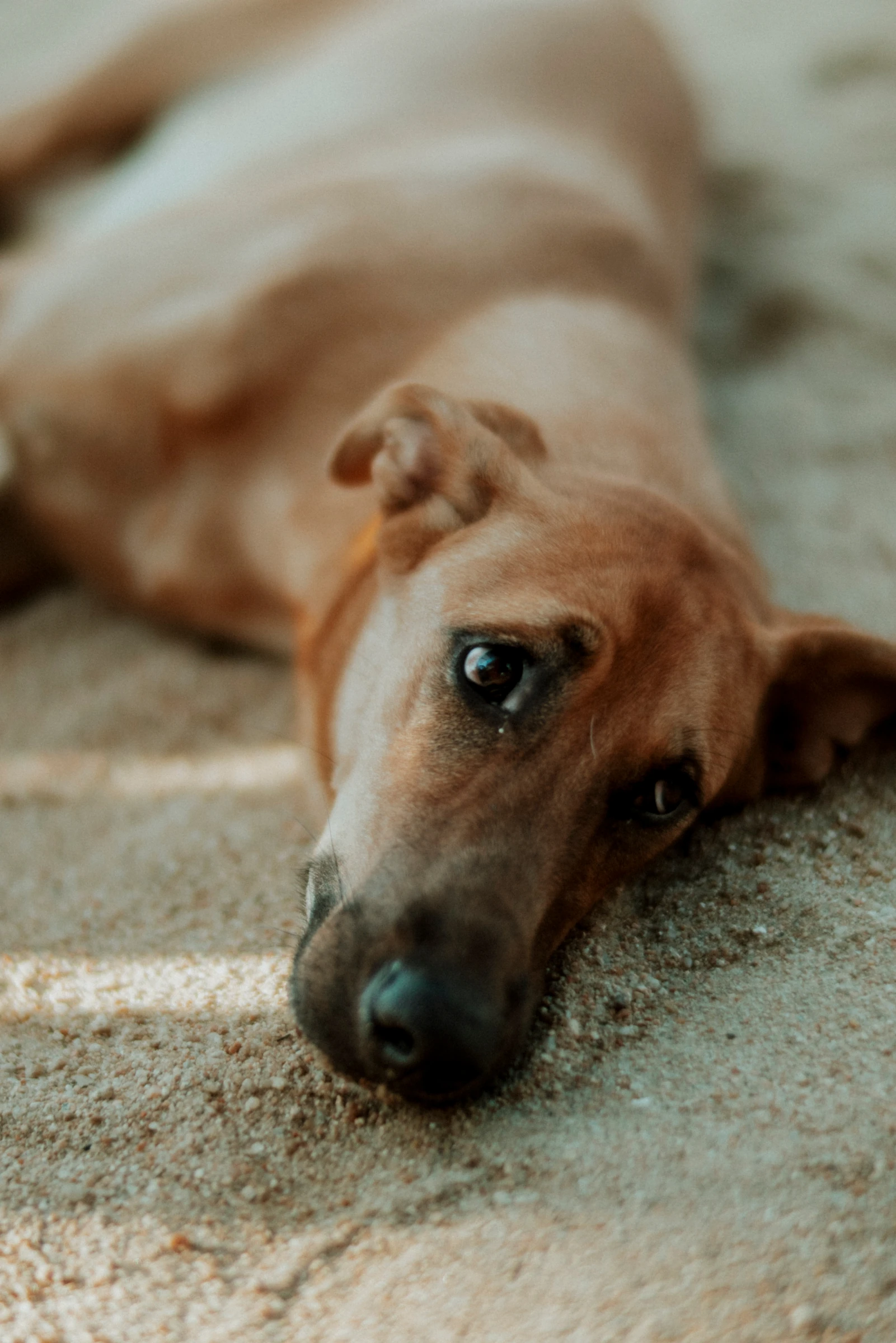 A dog resting in the sand